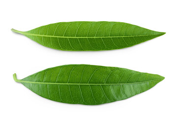 Obraz premium Green Mango leaf isolated on a white background. Top view. Flat lay