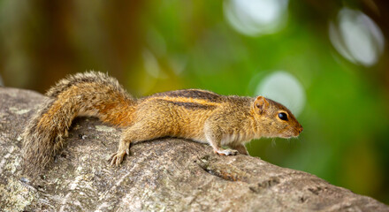 Chipmunk against the backdrop of tropical nature. Chipmunk close-up, running along tree branches.