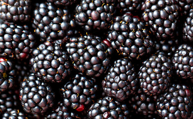 Blackberry berries. Fresh ripe blackberries as background, top view. Juicy ripe black berries in a heap. Texture of blackberries close-up.