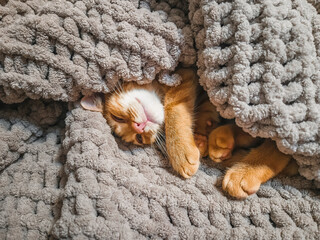 Cute ginger kitten under gray soft blanket. Cat is dozing on cozy bed, face is smiling and content.