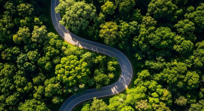 Aerial view of a winding road through a dense lush green forest canopy