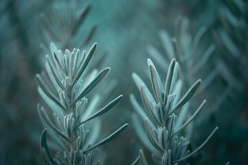 Lavender leaves on branches in a fashionable trendy transformative deep teal color.