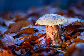 Makro Pilz beleuchtet im Wald. Hintergrund mit Unschärfe. Blätter im Vordergrund