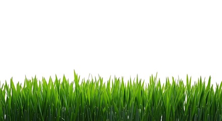 Fototapeta premium Vibrant green wheat field edge with detailed stalks and leaves isolated on white background
