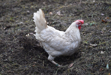 Henne sucht Futter in einer Freilandhaltung	
