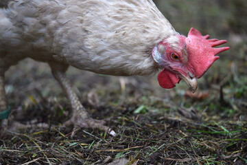 Henne sucht Futter in einer Freilandhaltung	
