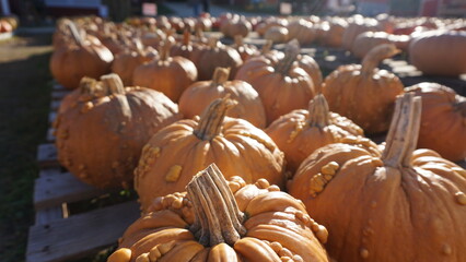 Orange Pumpkins in a Wisconsin Pumpkin Patch in Fall