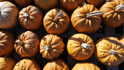 Orange Pumpkins in a Wisconsin Pumpkin Patch in Fall