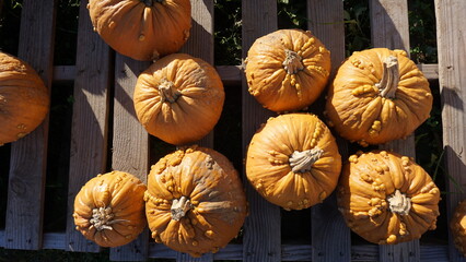 Orange Pumpkins in a Wisconsin Pumpkin Patch in Fall