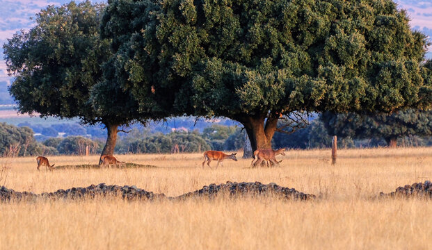 Berrea en Parque nacional de Caba&ntilde;eros
