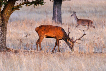 Berrea en Parque nacional de Cabañeros
