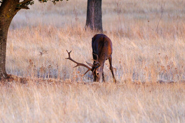 Berrea en Parque nacional de Cabañeros