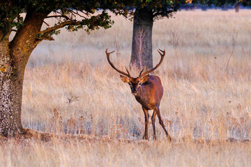 Berrea en Parque nacional de Cabañeros