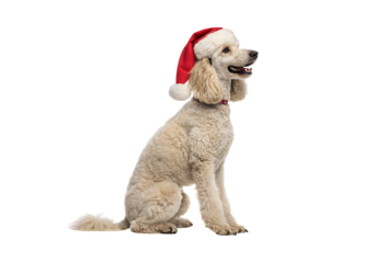 Isolated Poodle Dog wearing a Santa hat on a Transparent Background.