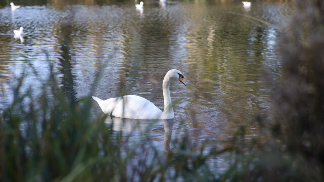 swan on the lake white lights natural beautiful water 
