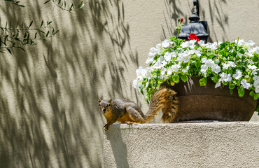 Squirrel standing on garden wall near flower pot with white blossoms under bright summer sunlight