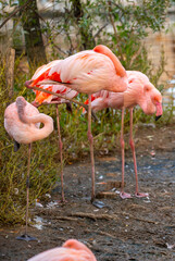 Pink flamingos stroll along the coast. A flock of wild birds. A romantic concept, a tender, loving backdrop. Beautiful nature, a world of wild animals.