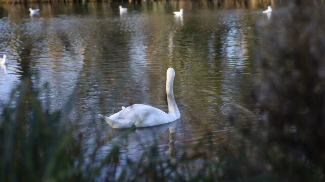 swan in the lake  light natural beautiful water green background 