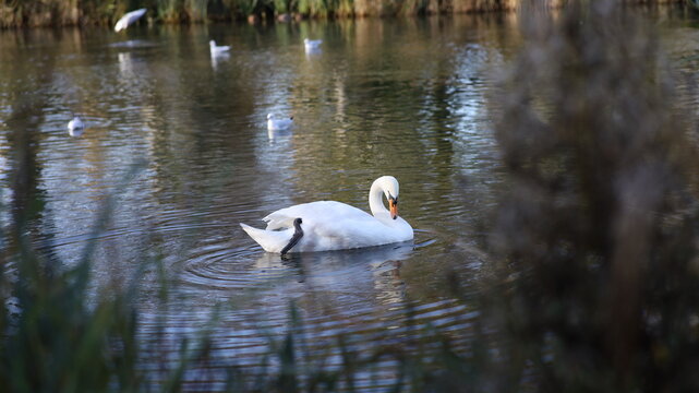Swan, white, green, white stork in the water nature beautiful 