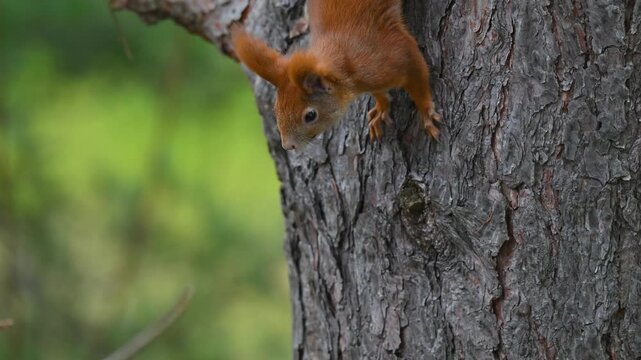 Acrobatic Red Squirrel Climbing Down Head-First