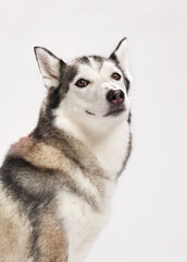 Portrait of a Siberian Husky with focused expression and upright ears. Studio lighting and white backdrop highlight the dog's posture and markings.