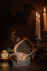 Mystical photo with a British Shorthair kitten and candles