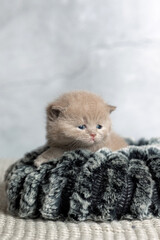 A small British Shorthair kitten. Lilac color.
