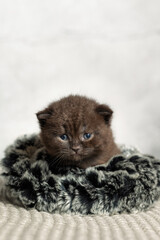 A small British Shorthair kitten. Black coat.