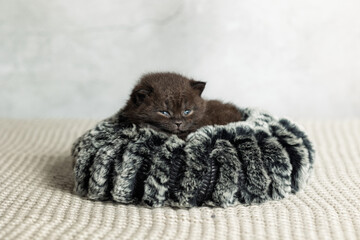 A small British Shorthair kitten. Black coat.