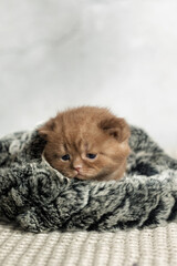 Маленький котенок британской расы . Шоколадный окрас