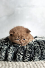 Маленький котенок британской расы . Шоколадный окрас