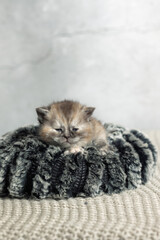 A small British Shorthair kitten. Tortoiseshell color.