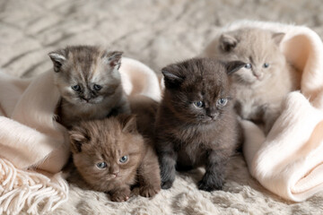 Family Small British Shorthair kitten
