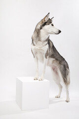 The Siberian Husky looks aside while standing on a box in clean white space.