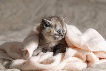 A small British Shorthair kitten. Tortoiseshell color.