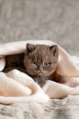 A small British Shorthair kitten. Chocolate color.