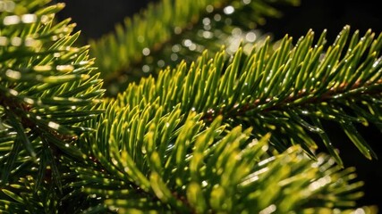 Close up of evergreen branch with bright needles shining in sunlight is captivating. Evergreen branch with fresh needles makes for a lovely nature scene, highlighting botanical details and greenery.