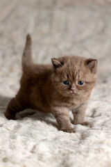 A small British Shorthair kitten. Chocolate color.