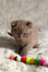 A small British Shorthair kitten. Chocolate color.
