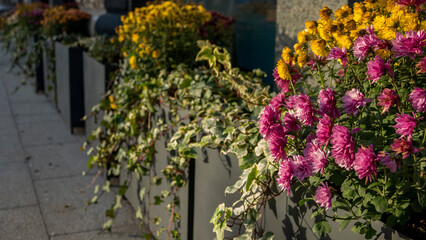 flowers growing outside, decorative ivy over sidewalk, blooming chrysanthemums, pink mums, yellow asters, autumn