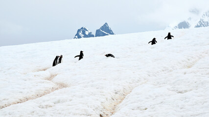 Gentoo penguins make their way uphill toward nests in trails they have created in the snow and ice, but for one lying down for a nap, in Antarctica.