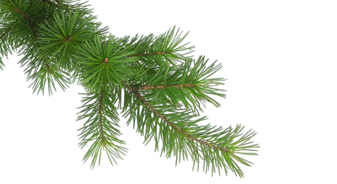 Realistic green pine branch with long needles on transparent background, ideal for Christmas designs, festive borders or winter decorations.