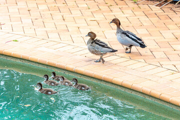 Photograph of a family of Australian Wood Ducks swimming in a domestic swimming pool in the sunshine in the Blue Mountains in NSW, Australia.