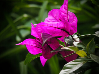 Vibrant bougainvillea plant with bright pink blossoms and lush green leaves