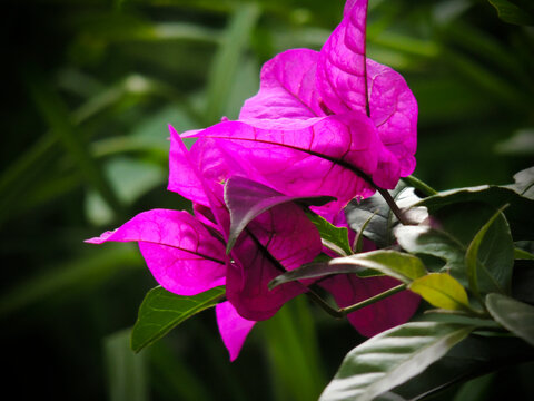 Vibrant bougainvillea plant with bright pink blossoms and lush green leaves - Powered by Adobe