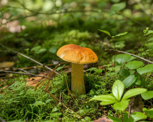 Discover vibrant edible mushroom in natural woodland setting perfect for healthy living concepts, nature backgrounds, and organic food promotions