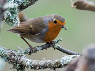 Esta es una fotografía de primer plano de un Petirrojo Europeo (Erithacus rubecula), un pequeño paseriforme, posado en una rama cubierta de líquenes de color gris-verde. El ave mira hacia la derecha.
