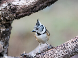Esta es una fotografía de alta calidad de un Herrerillo Capuchino (Lophophanes cristatus), un pequeño pájaro paseriforme, posado sobre un trozo de madera muerta y nudosa. El ave mira ligeramente hacia