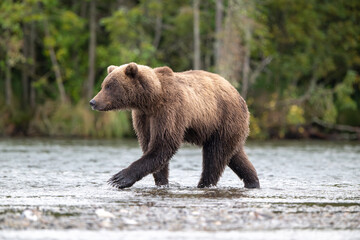 Alaskan brown bear standing in Brooks River