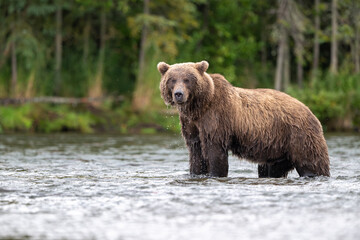 Alaskan brown bear standing in Brooks River